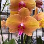 Phalaenopsis Buddha