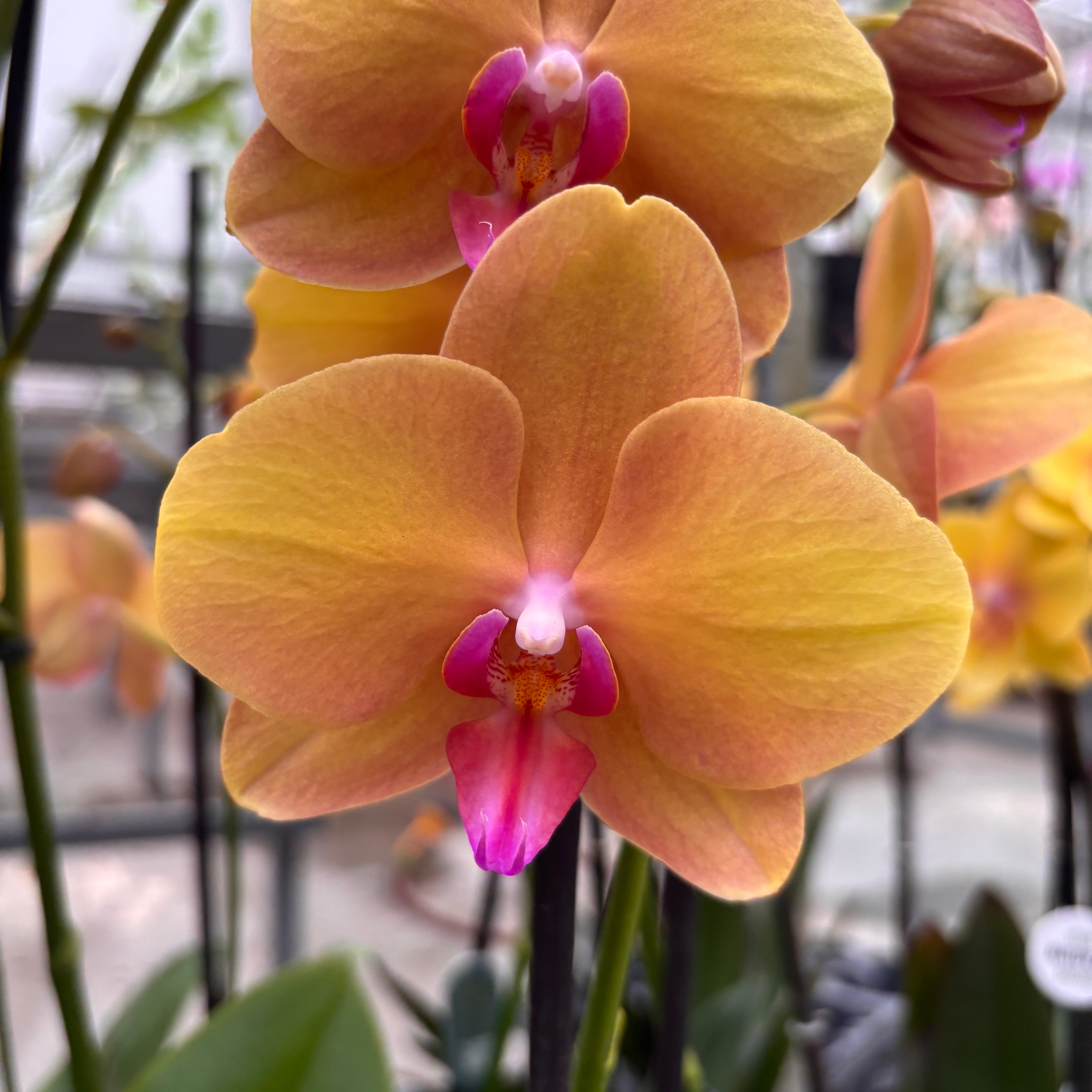 Phalaenopsis Buddha