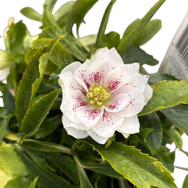 Helleborus orientalis 'Hello Pearl' (Double-flowered hellebore)