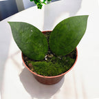 Hoya 'Puom Siam Ruby'