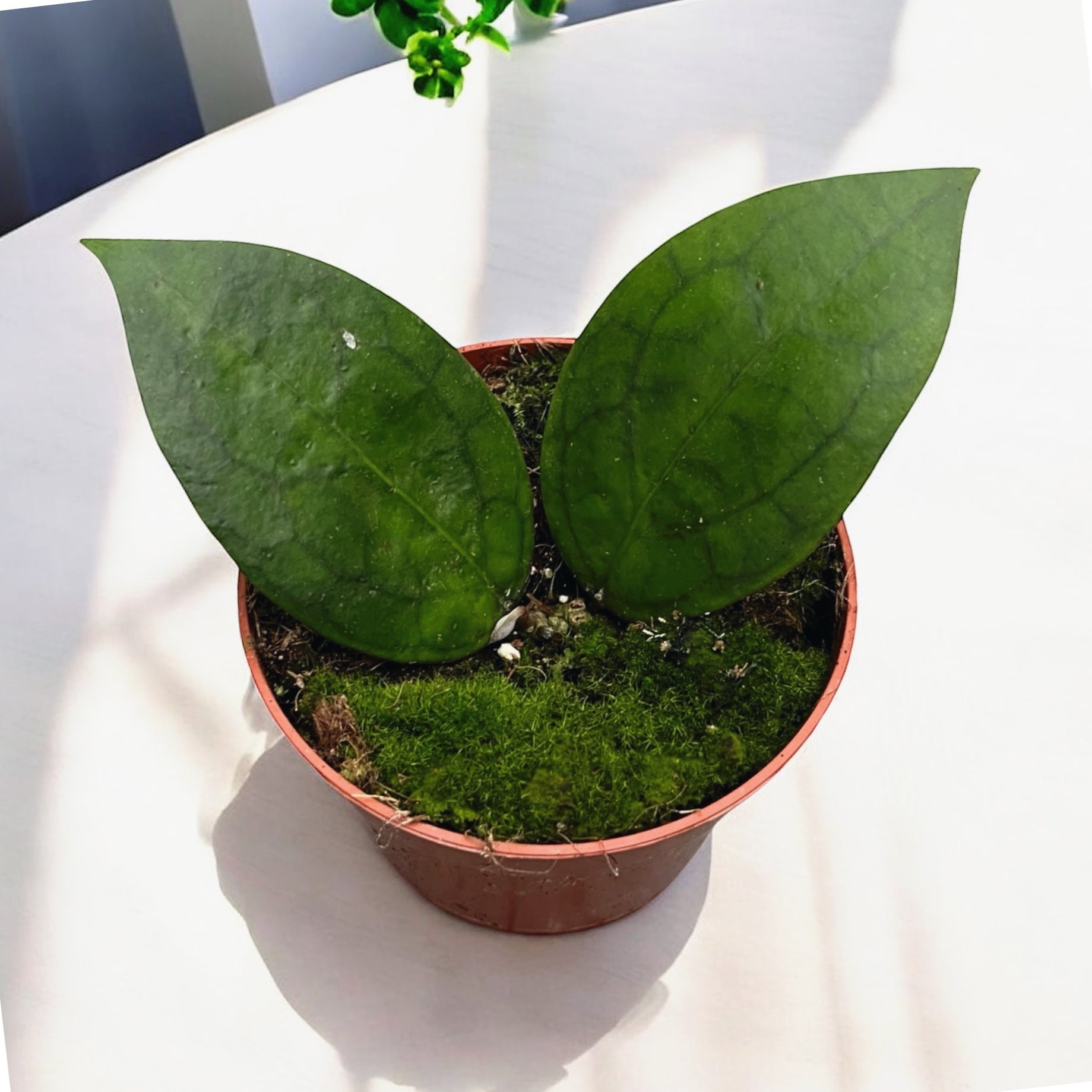 Hoya 'Puom Siam Ruby'