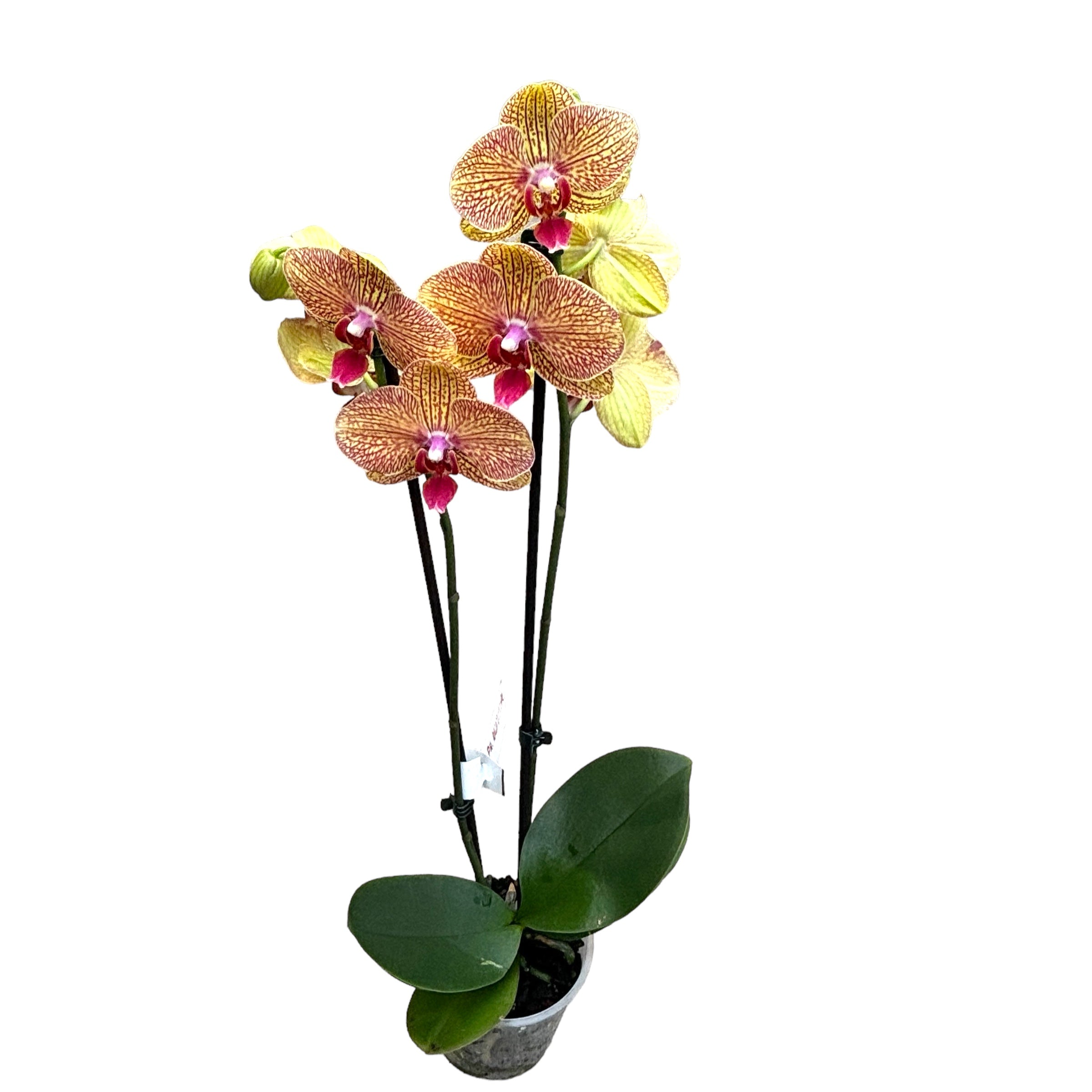 Phalaenopsis Kaleidoscope