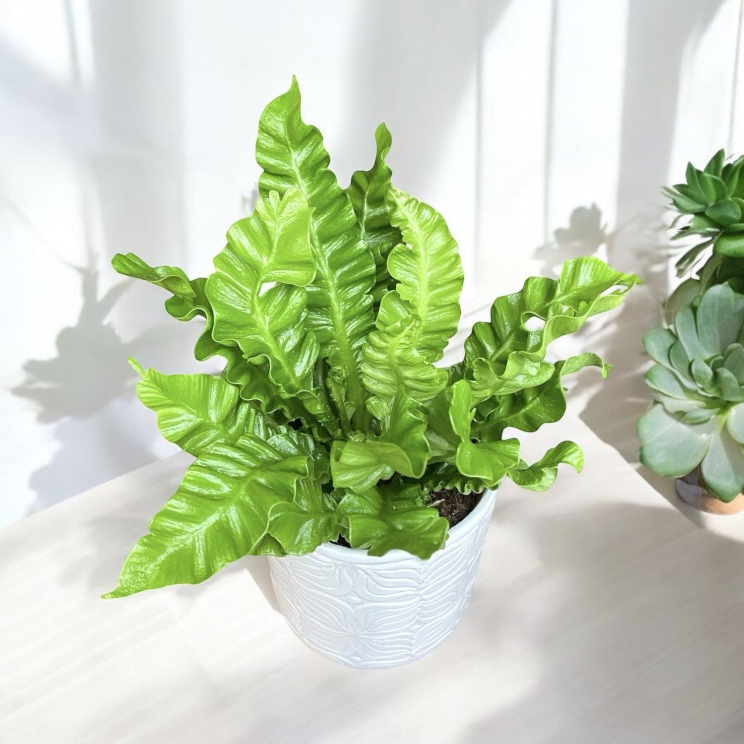 Asplenium nidus ‘Crispy Wave’ – feriga cu frunzis ondulat, perfecta pentru interior