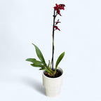 Burrageara Fran's Jewels