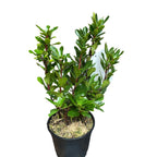 Arborele de capsuni - Arbutus unedo