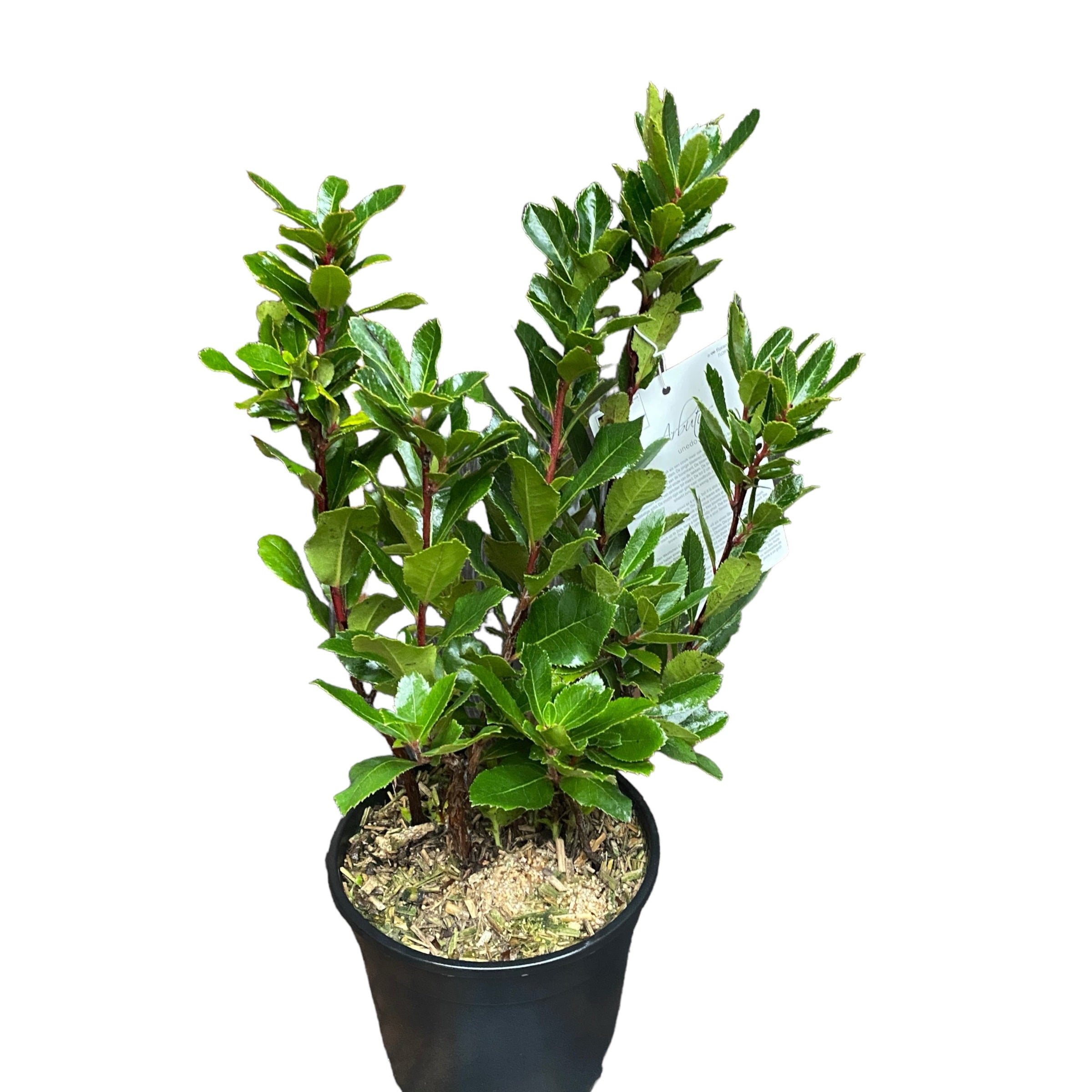 Arborele de capsuni - Arbutus unedo