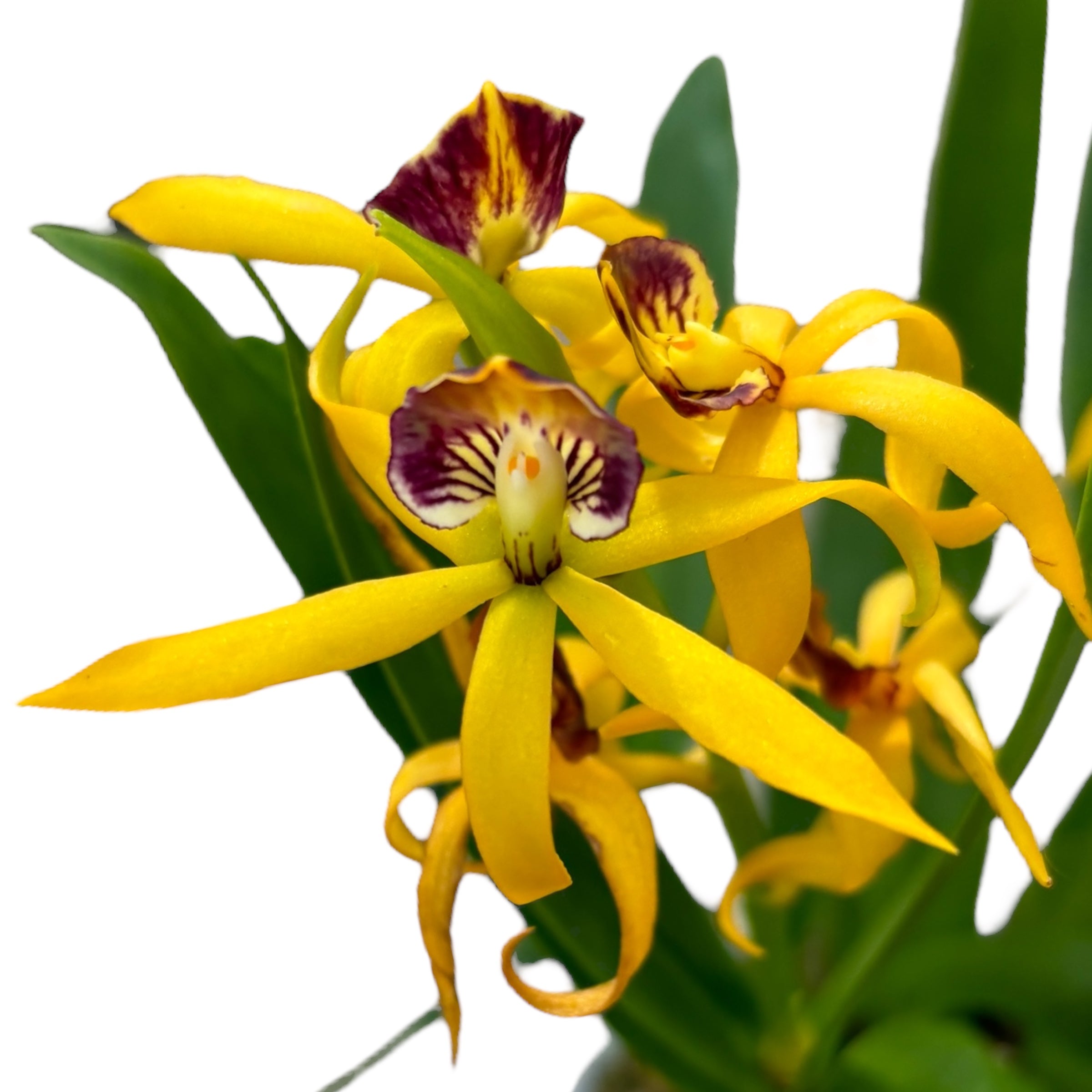 Prosthechea (Encyclia) cochleata var. cochleata - parfumata