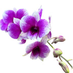 Dendrobium Arcadia Pixie (Dendrobium Compactum)