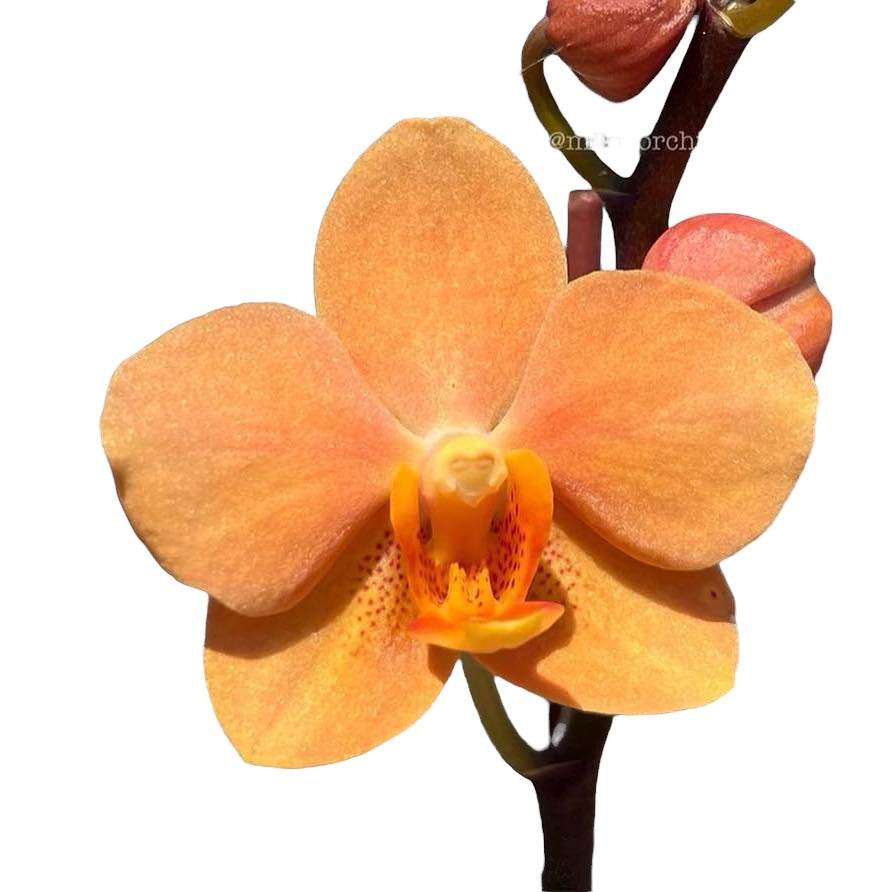 Vandaenopsis Irene Dobkin 'Elmhurst' HCC/AOS