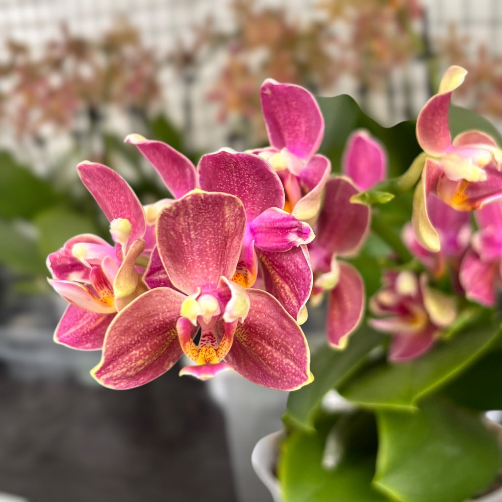 Phalaenopsis Sol y Fuego pelorická - unikát