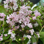 Lagerstroemia indica 'With Love Babe' - Indischer Flieder mit intensiv rosa Blüten und reicher Blüte