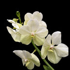 Vanda Tayanee White med terrakottakruka (Ansu)