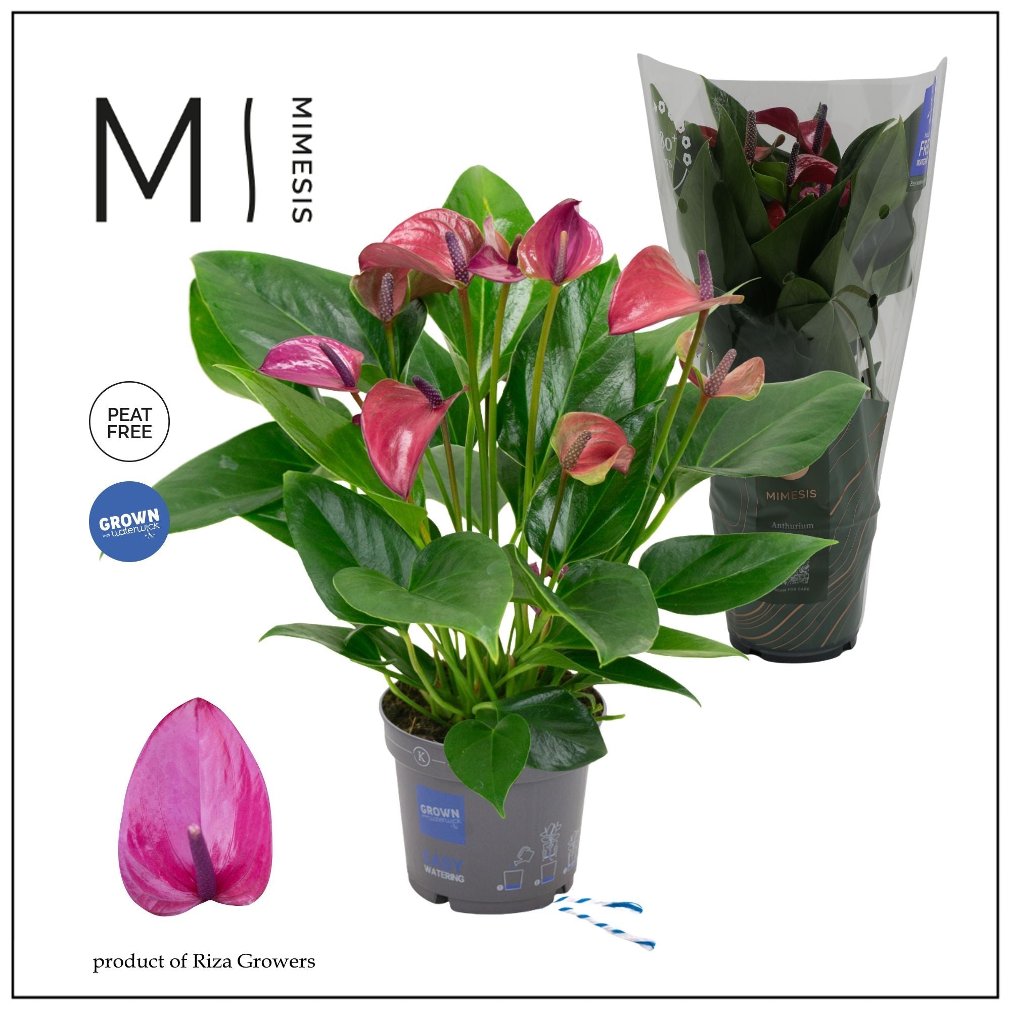 Anthurium ‘Karma Purple’