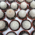 Eriosyce senilis (syn. Neoporteria senilis) – cactus chilien aux épines blanches