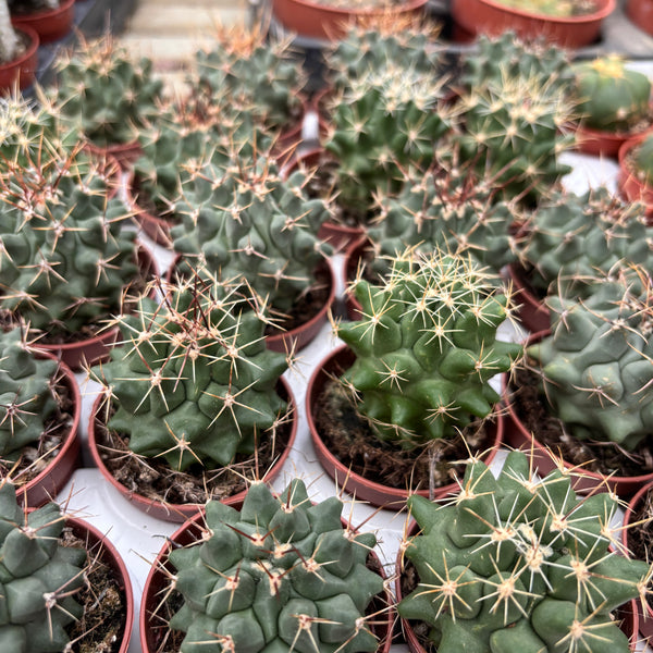 Thelocactus nidulans