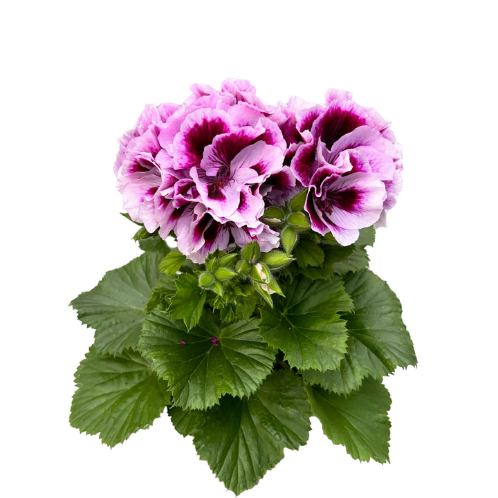 Pelargonium grandiflorum Patricia - muscate englezesti