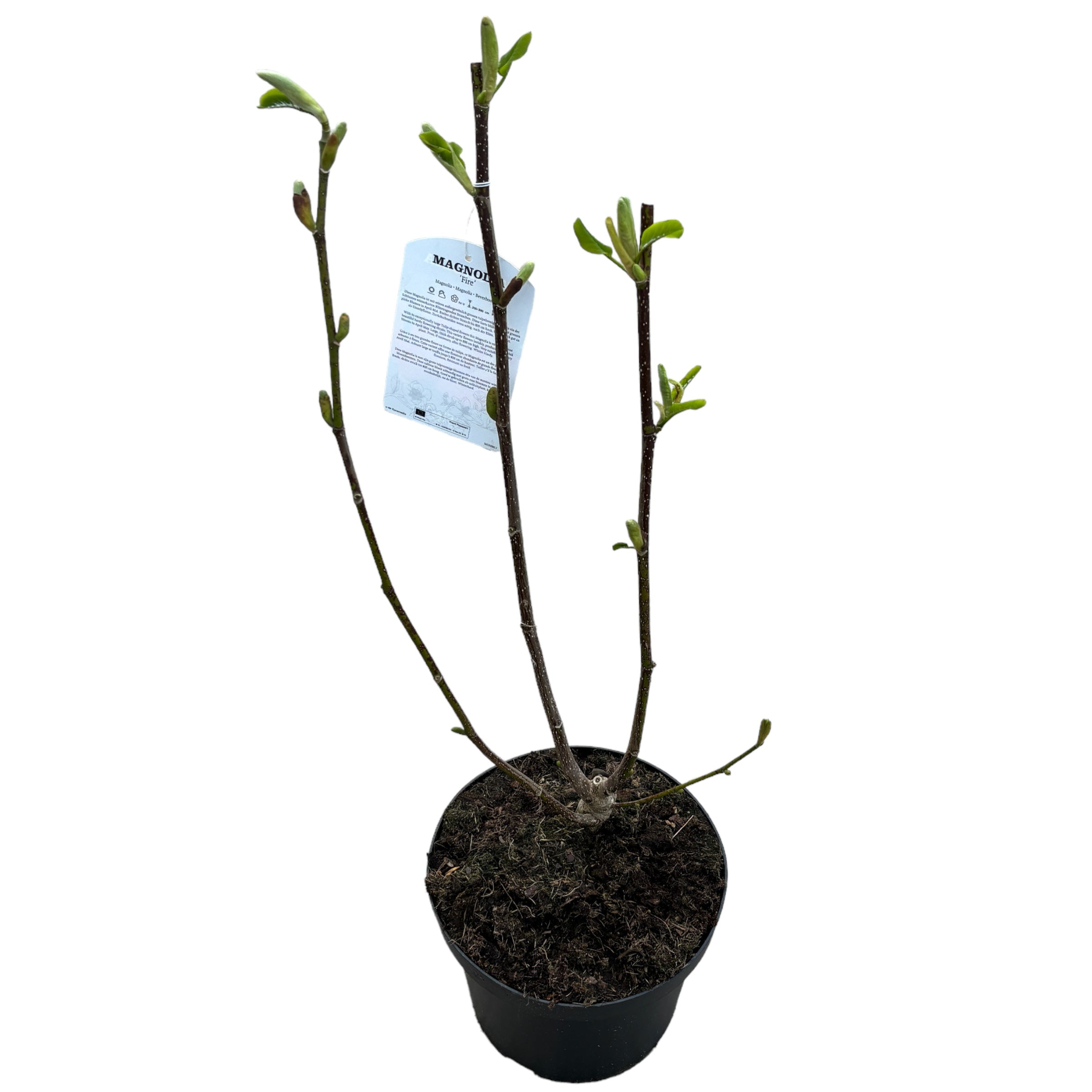 Magnolia 'Fire'