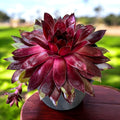 Sempervivum ‘Chick Charms Cherries Jubilee’ - planta urechelnita visinie, cu rozete compacte