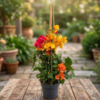 Bougainvillea TRIO - floarea de hartie (3 culori/ghiveci)