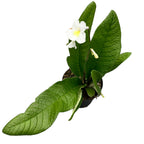 Streptocarpus Francesca bele rože