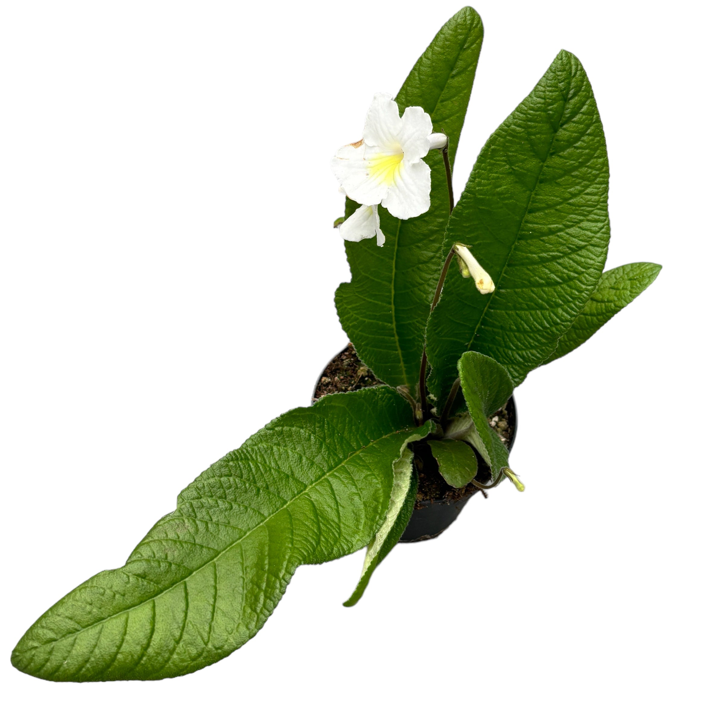 Streptocarpus Francesca flori albe