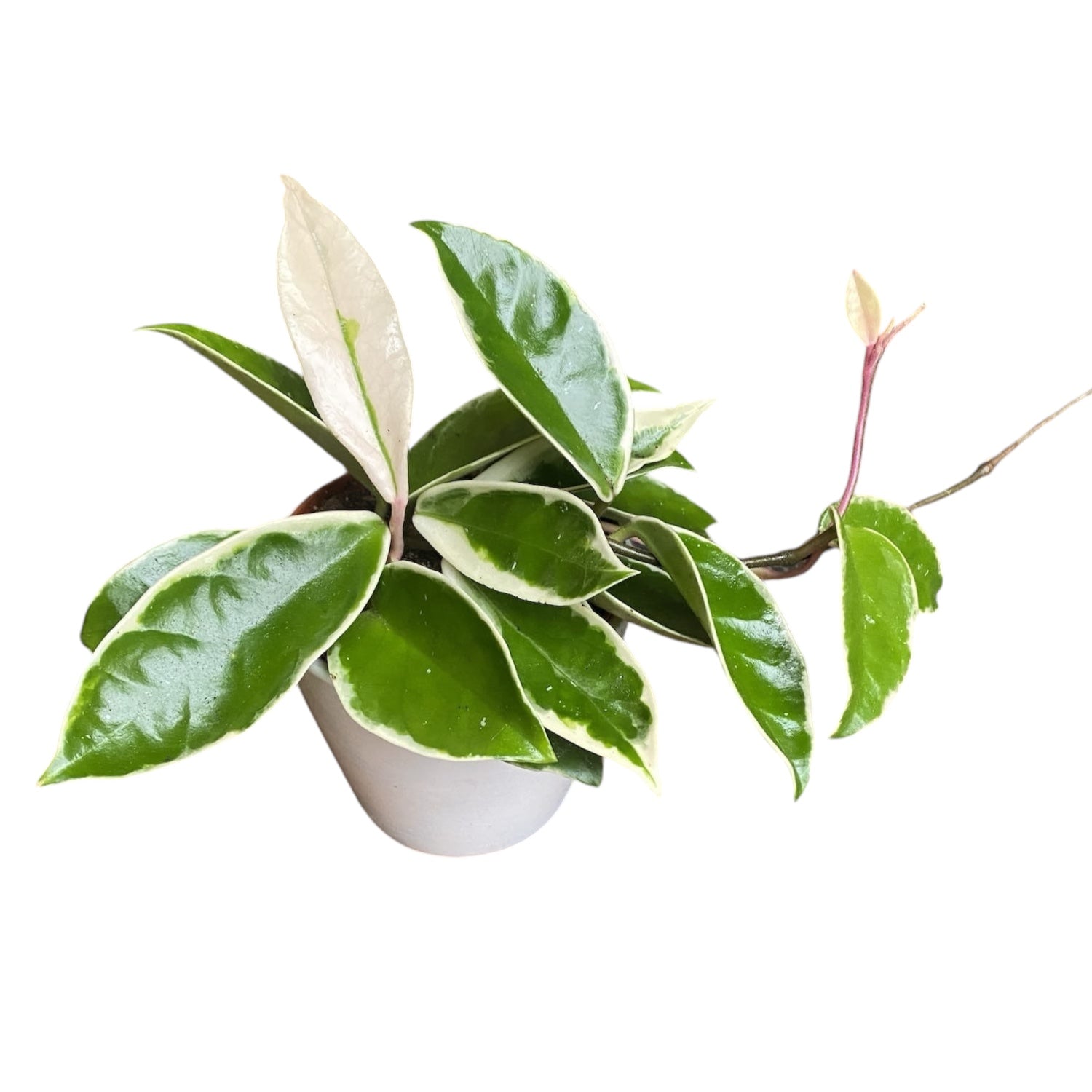 Hoya carnosa 'Krimson Queen' D9 - 2-3 plante/pot