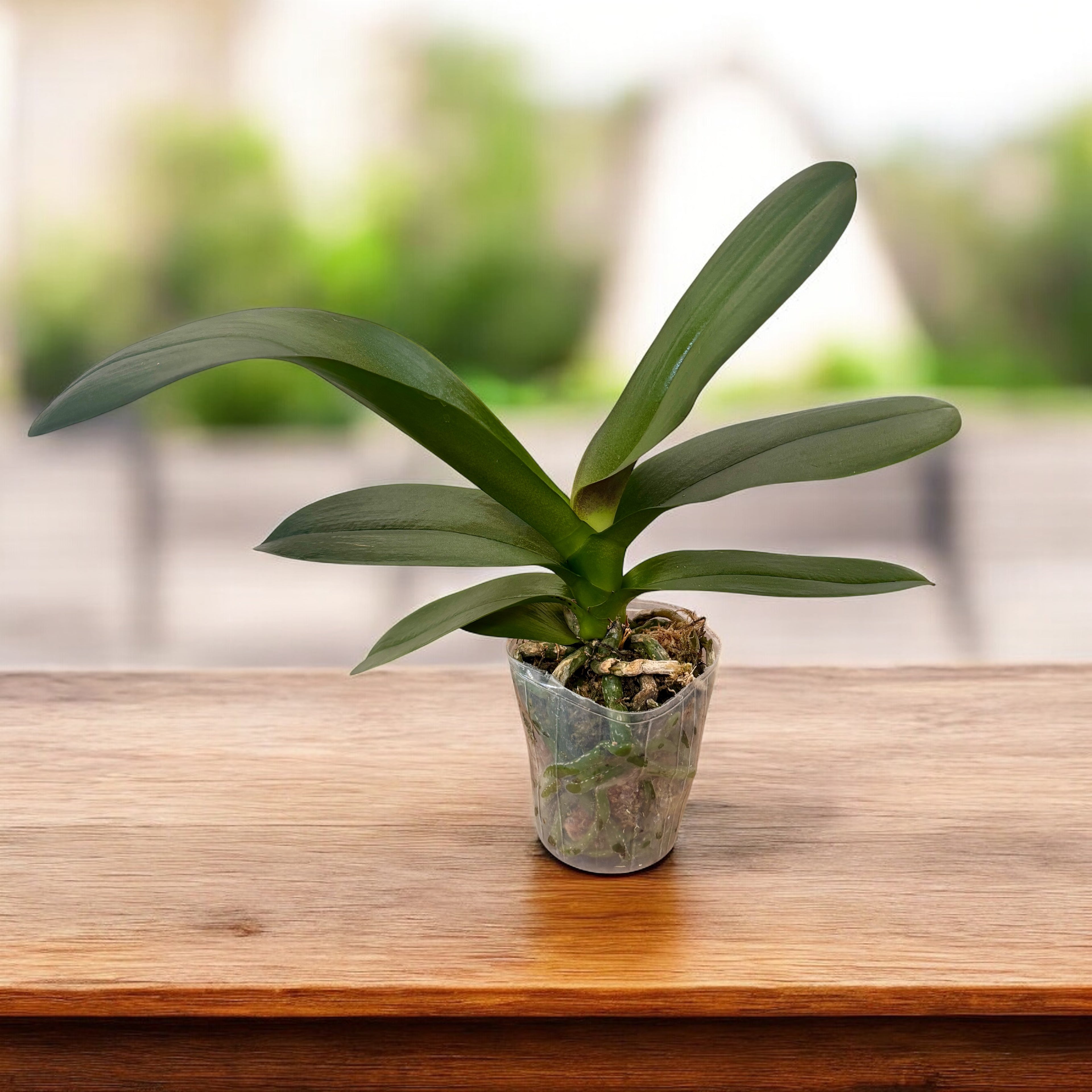 Phalaenopsis Miki Meteor '121' - Big Lip cu flori XL