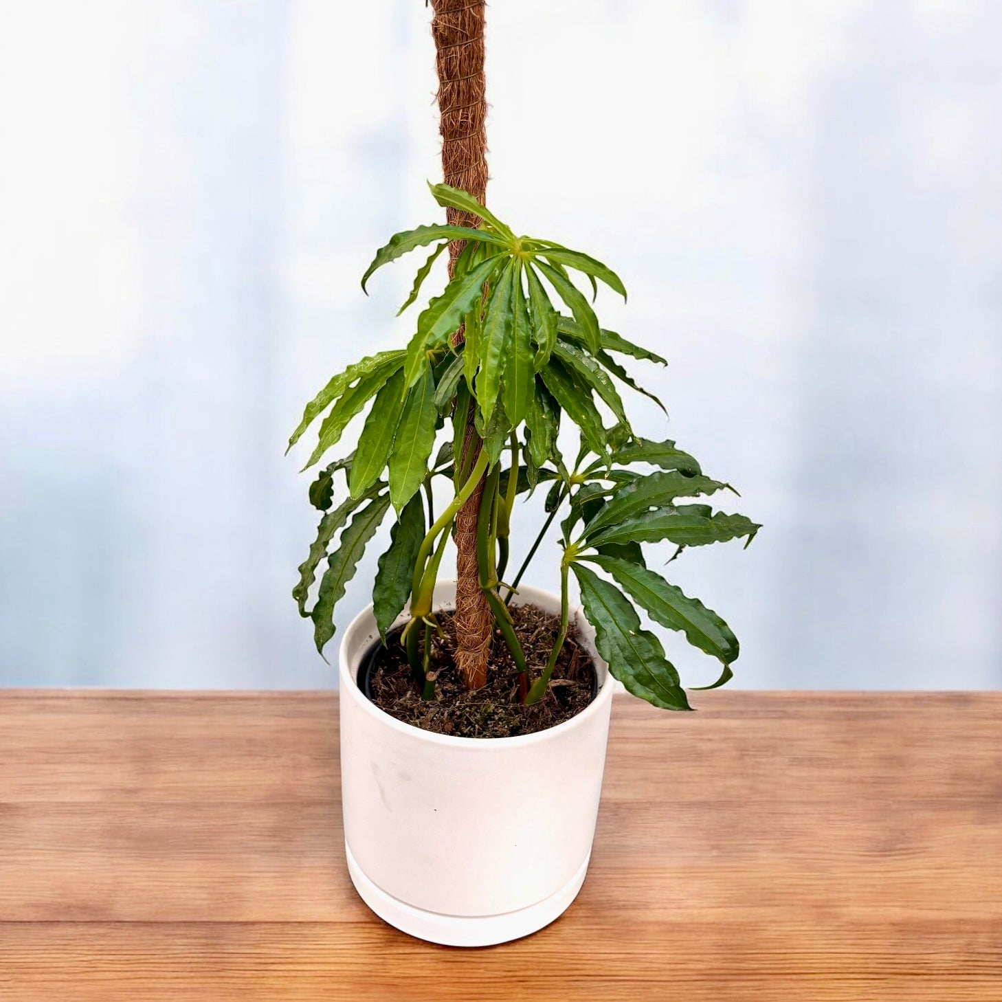 Anthurium polyschistum (mit Stiel) – Secret Garden Plant Shop