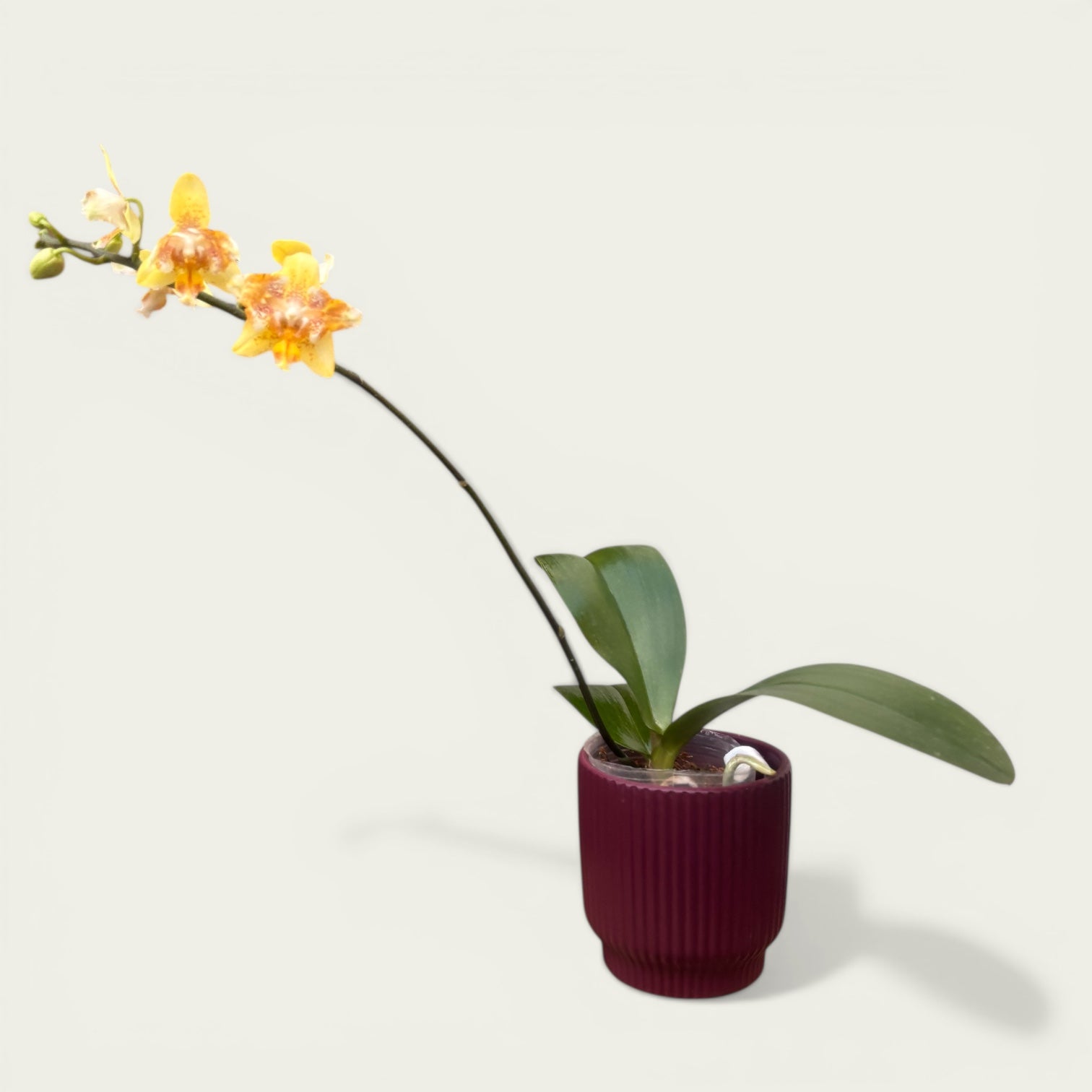 Phalaenopsis I-Hsin Samuel pelorikus