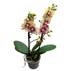 Phalaenopsis 'Elegant Charmer' (Karin Aloha) - eksoottisen viehättävä orkidea, jossa lämpimän sävyiset maalatut kukat