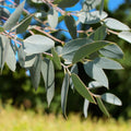 Eucalipt - Eucalyptus pauciflora ssp. debeuzevillei