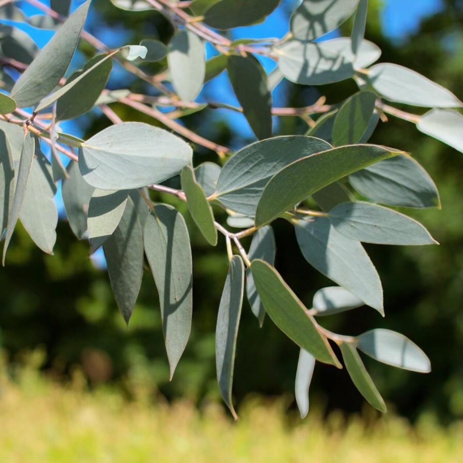 Eucalipt - Eucalyptus pauciflora ssp. debeuzevillei