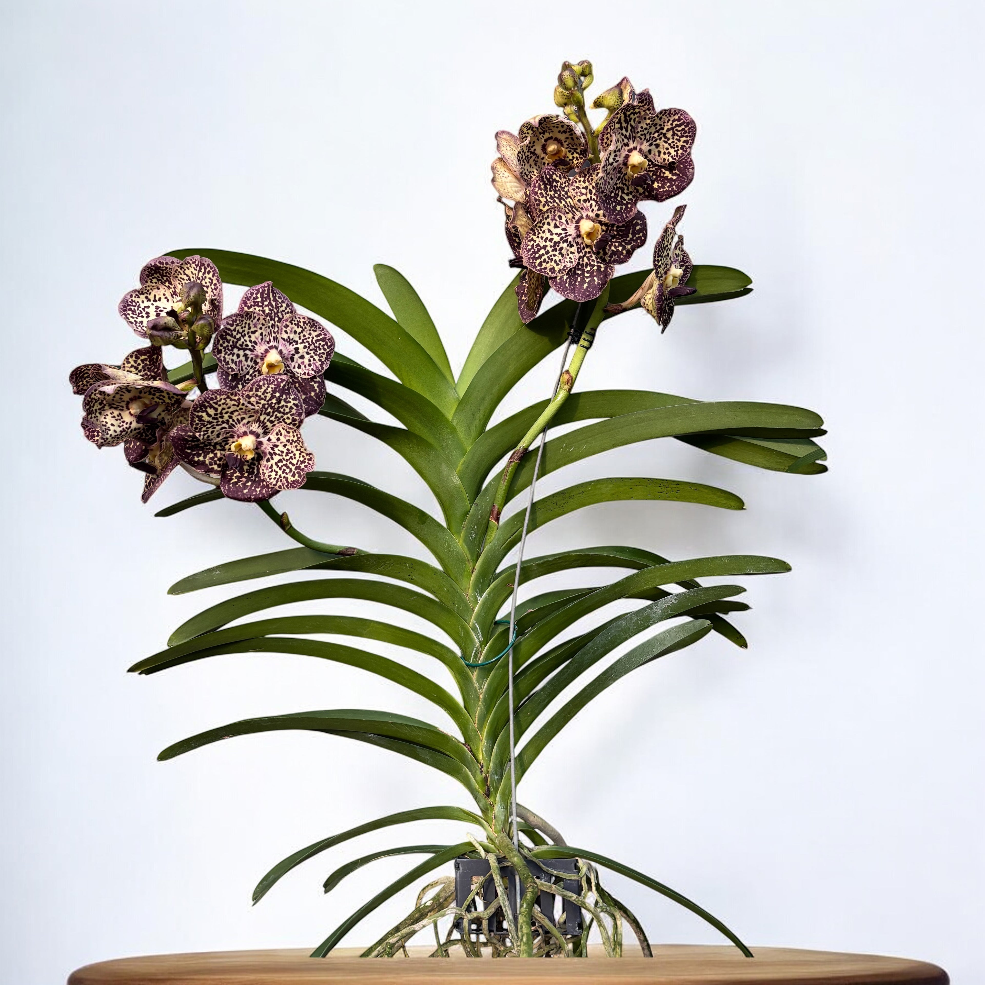 Vanda Sunanda Ocelot Mocha (ANSU)