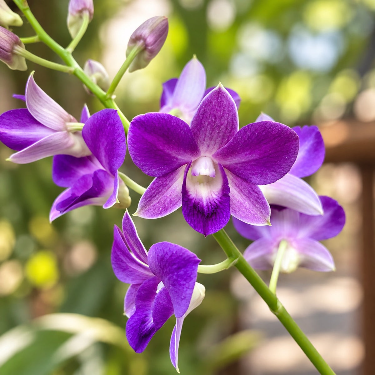 Dendrobium Phalaenopsis Μπλε Ευτυχία