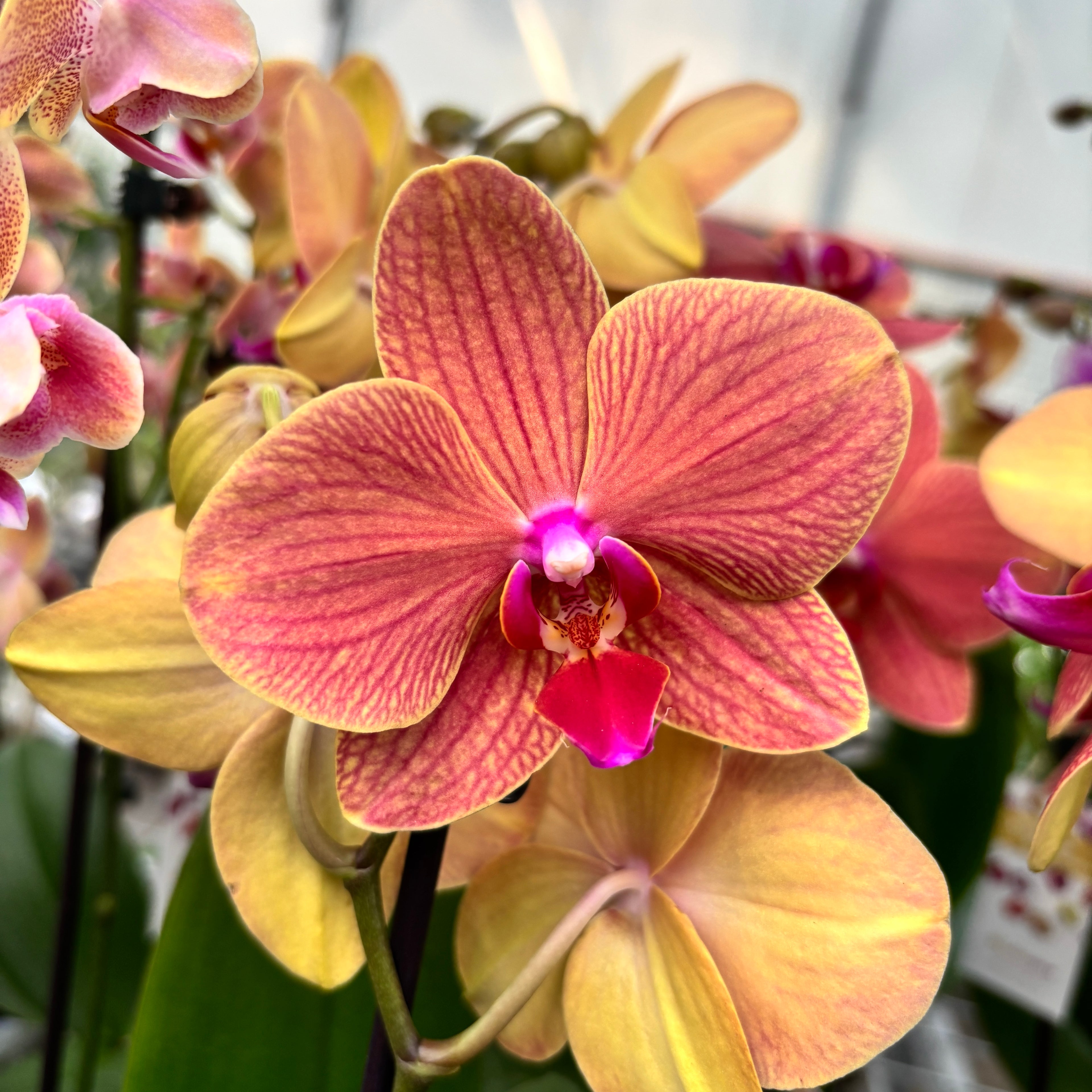 Phalaenopsis Apple Pie