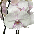 Phalaenopsis 'Manta Ambon' grote lip