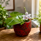 Phalaenopsis Miki Blue Angel C1 'Blue Diamond' - geurende bloemen