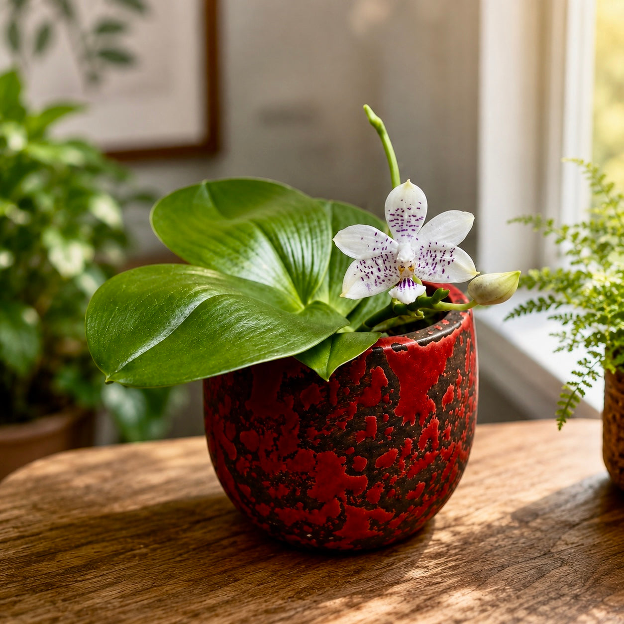 Phalaenopsis Miki Blue Angel C1 'Blue Diamond' - geurende bloemen