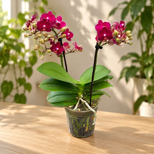 Phalaenopsis Sogo Crimson
