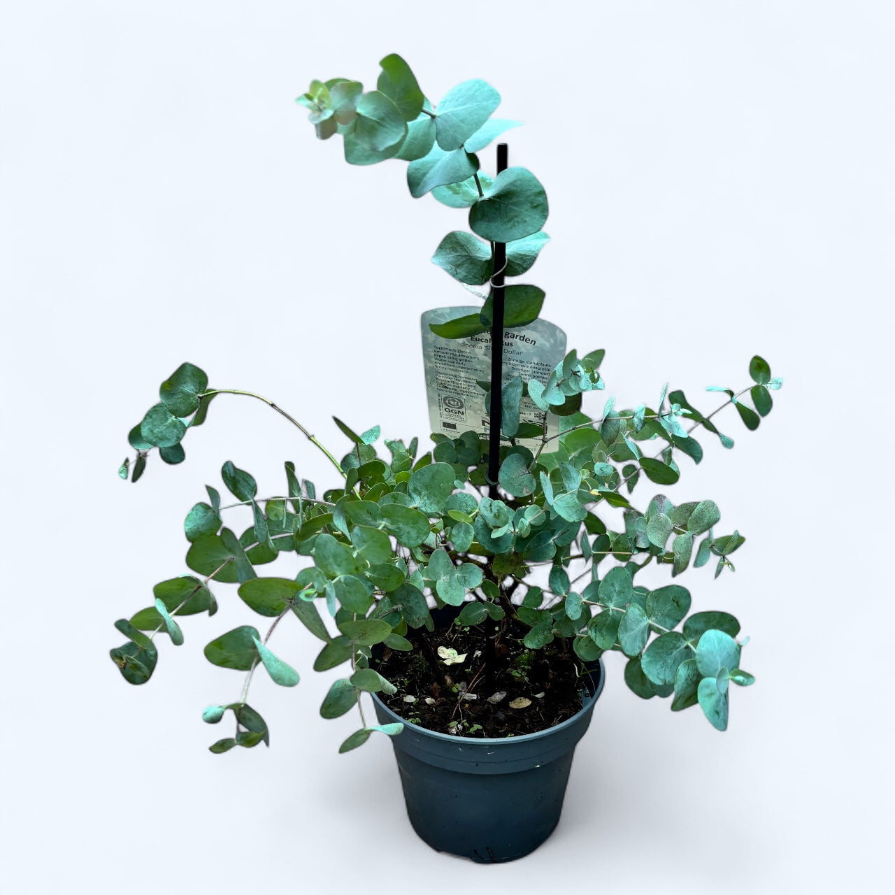 Eucalipt - Eucalyptus cinerea (Silver Dollar)