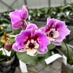 Phalaenopsis Miki Opera (peloric)