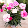 Dianthus ‘I Love U’ - garofita compacta, cu flori parfumate