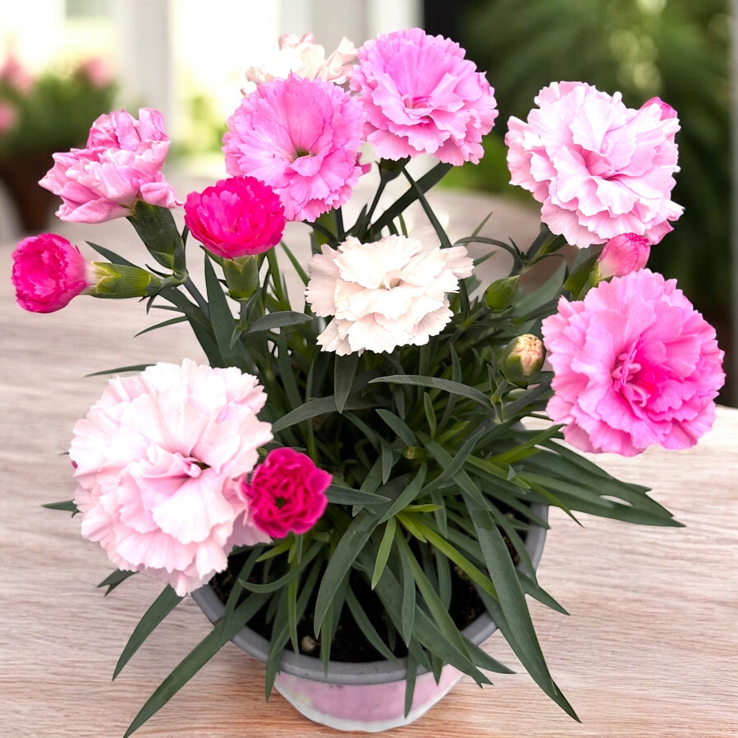 Dianthus ‘I Love U’ - garofita compacta, cu flori parfumate