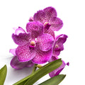 Vanda Brighton's Pink Delight (Ansu)