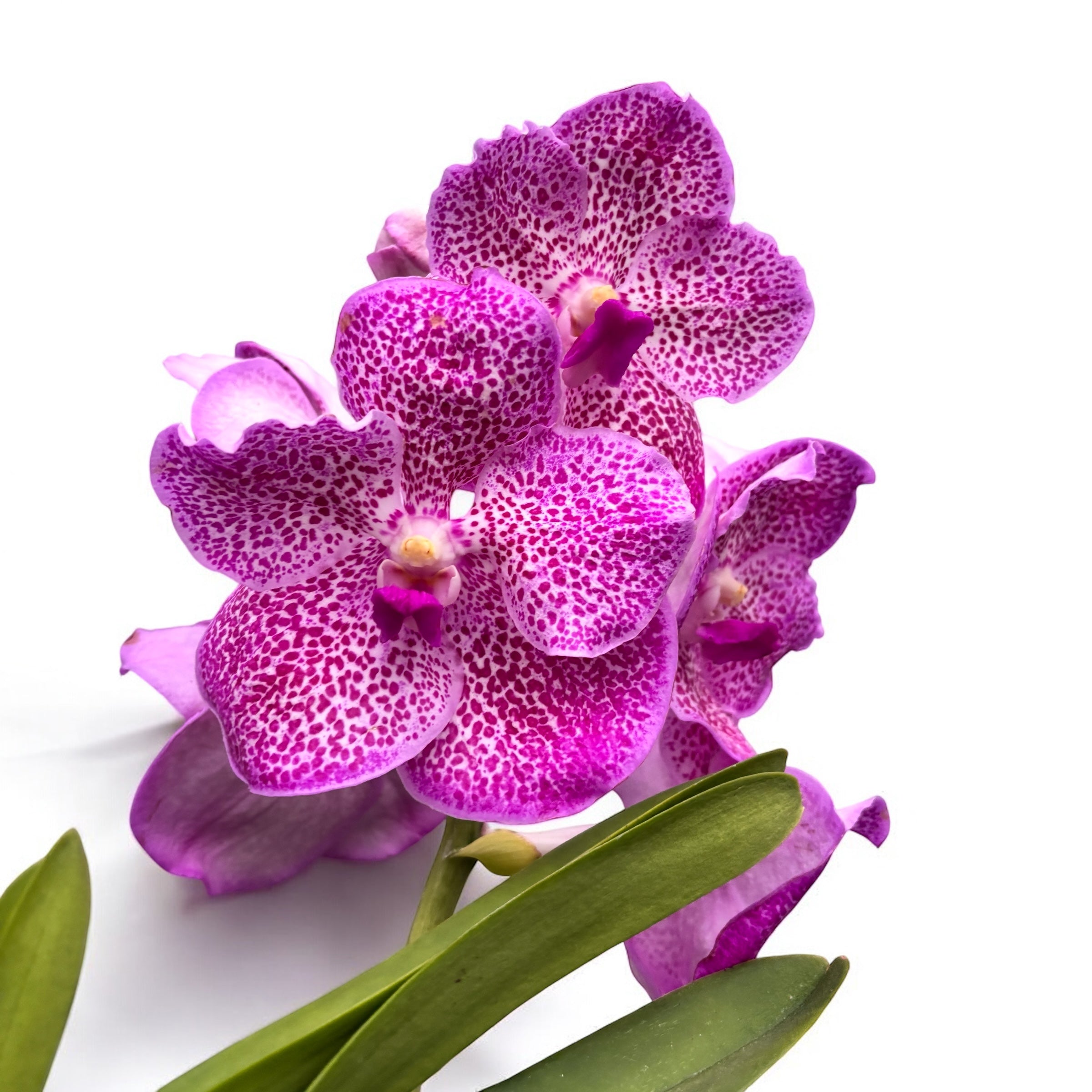 Vanda Brightonin Pink Delight (Ansu)