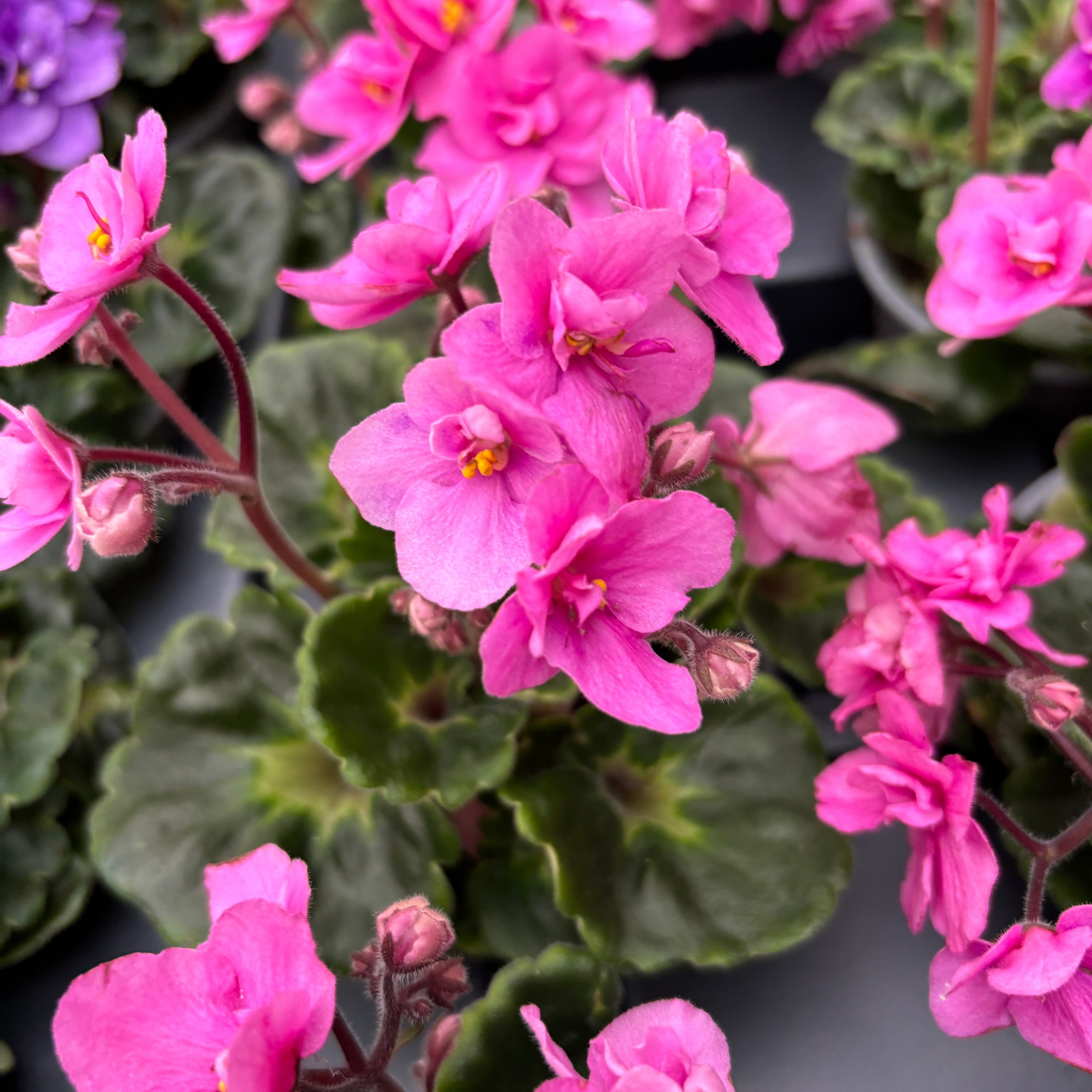 Saintpaulia Rococo Ballet - Violete de Parma