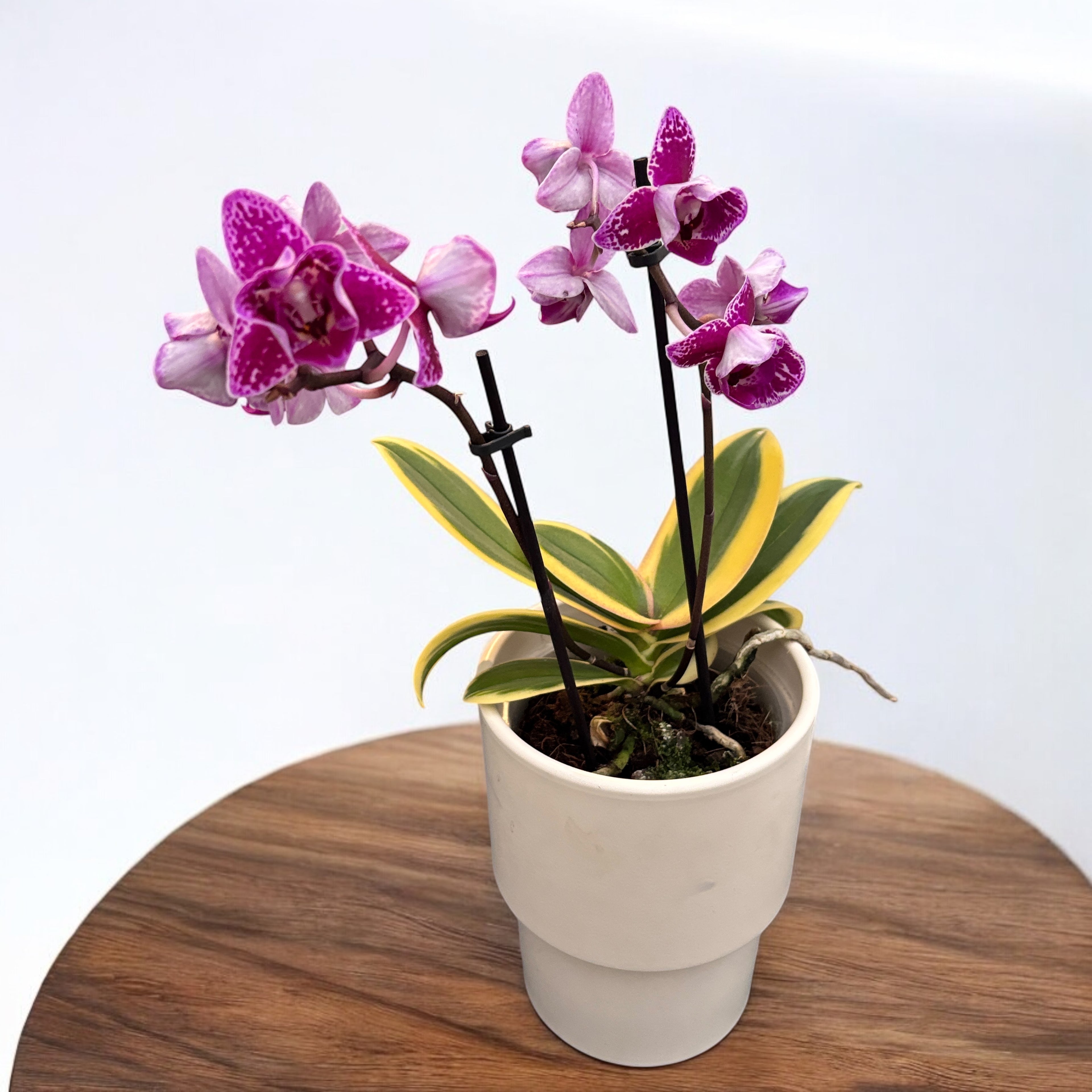 Phalaenopsis Chia E Yenlin (buntblättrig) - pelorische Blüten