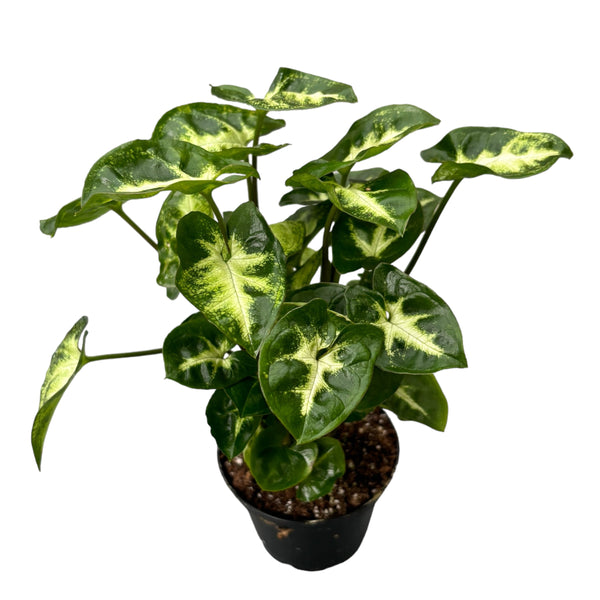 Syngonium 'Pixie' (Babypflanze)