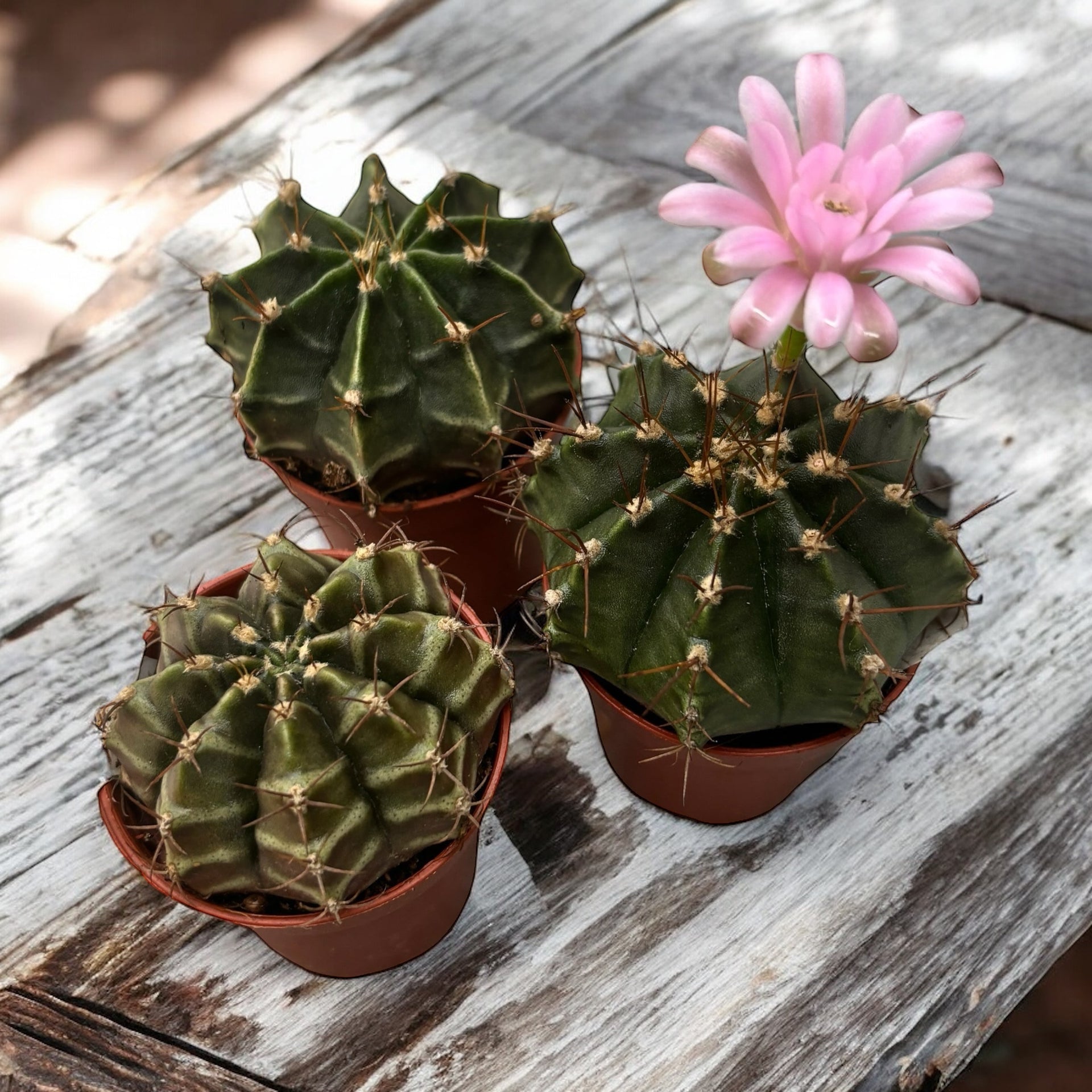 Gymnocalycium mihanovichii – Secret Garden Plant Shop