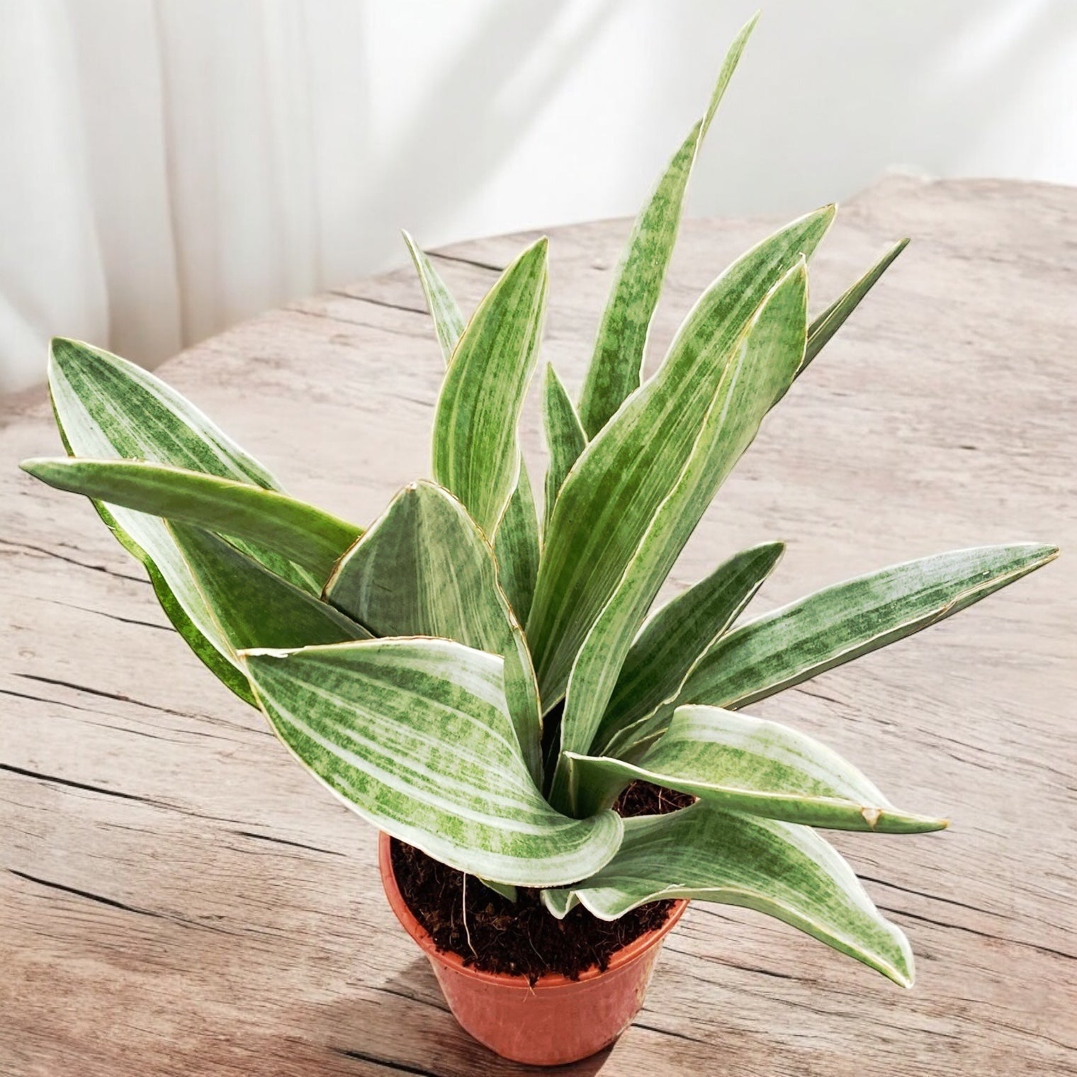 sansevieria aubrytiana for sale Sansevieria 'Aubrytiana Sayuri' – Secret Garden Plant Shop